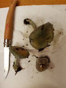 Гриб из Петербург