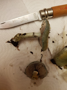 Гриб из Петербург