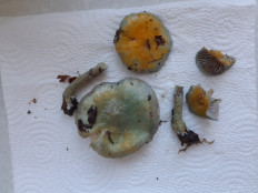 Гриб из Петербург