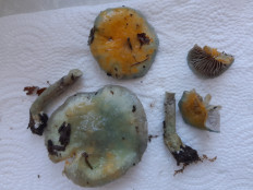 Гриб из Петербург