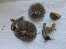 Гриб из Петербург