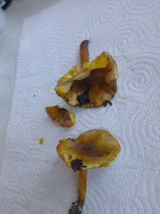 Гриб из Петербург