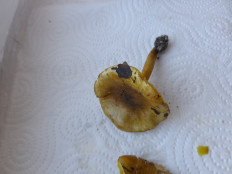 Гриб из Петербург