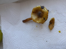 Гриб из Петербург