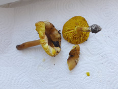 Гриб из Петербург