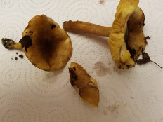 Гриб из Петербург