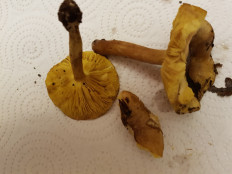 Гриб из Петербург