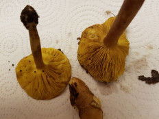 Гриб из Петербург