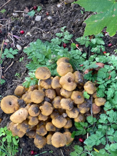 Гриб из Дрезден