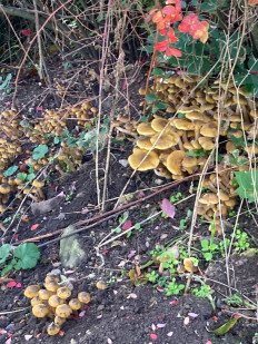 Гриб из Дрезден