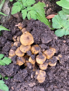 Гриб из Дрезден