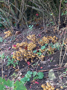 Гриб из Дрезден