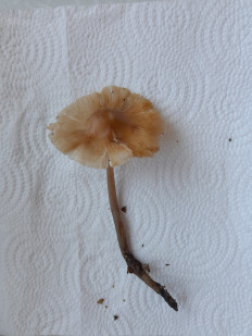 Гриб из Петербург