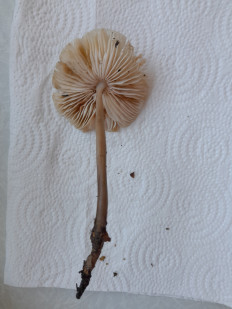 Гриб из Петербург