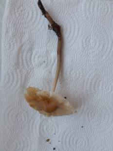 Гриб из Петербург