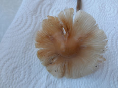 Гриб из Петербург