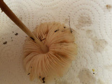 Гриб из Петербург