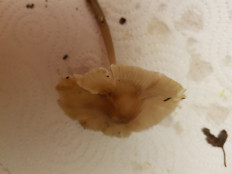 Гриб из Петербург