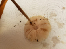 Гриб из Петербург