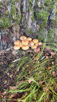 Гриб из Нарва