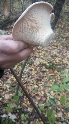 Гриб из Липецк