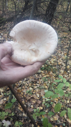 Гриб из Липецк