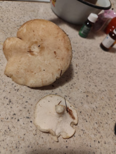 Гриб из Санкт-Петербург