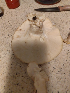 Гриб из Санкт-Петербург