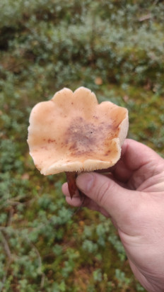 Гриб из Раменское