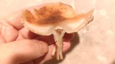 Гриб из Раменское