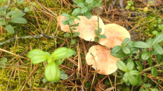 Гриб из Раменское