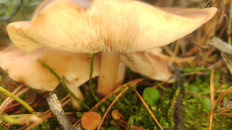 Гриб из Раменское