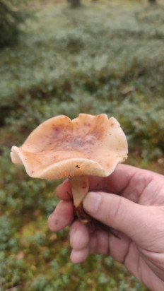 Гриб из Раменское