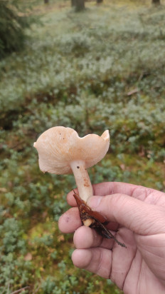 Гриб из Раменское