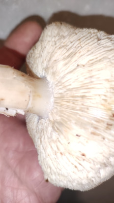 Гриб из Раменское