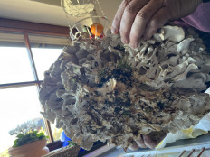 Грифола курчавая (Гриб-баран)