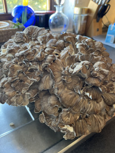 Грифола курчавая (Гриб-баран)