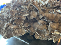 Грифола курчавая (Гриб-баран)