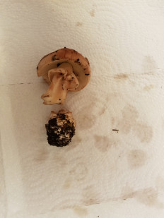 Гриб из Петербург