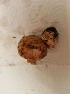 Гриб из Петербург