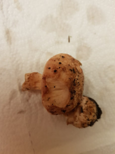 Гриб из Петербург