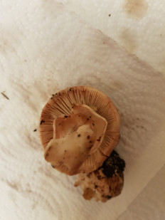 Гриб из Петербург