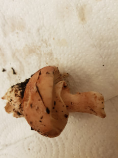 Гриб из Петербург