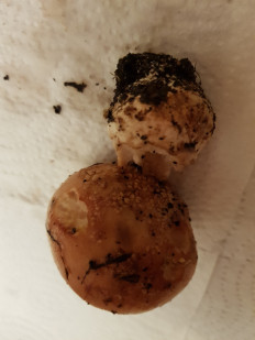 Гриб из Петербург