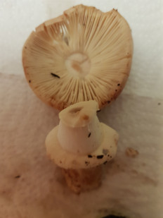 Гриб из Петербург