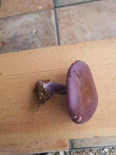 Рядовка фиолетовая