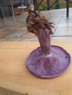 Рядовка фиолетовая