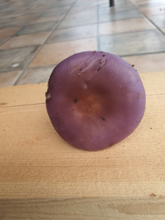 Рядовка фиолетовая