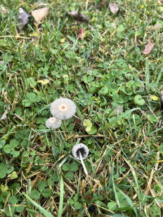 Гриб из Жиздра