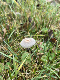 Гриб из Жиздра